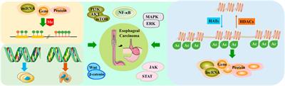 Epigenetic modifications in esophageal cancer: An evolving biomarker